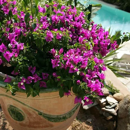 Mimosa Отель типа 