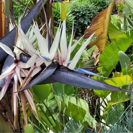 Mimosa Bed and Breakfast 4*