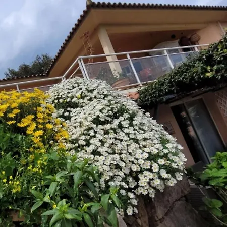 Bed & Breakfast Mimosa Favone