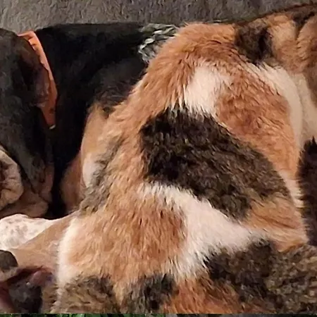 Mimosa Bed & Breakfast Favone