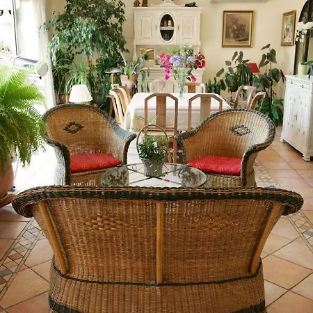 Mimosa Favone