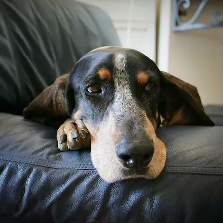 Mimosa Bed & Breakfast Favone