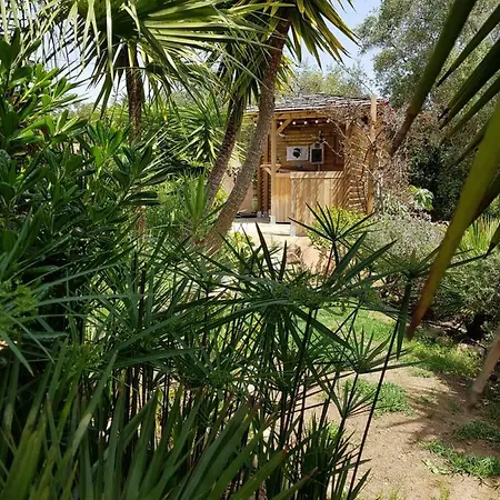 Mimosa * Favone