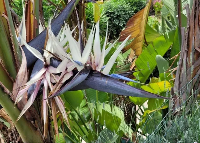 Mimosa Bed & Breakfast 4*