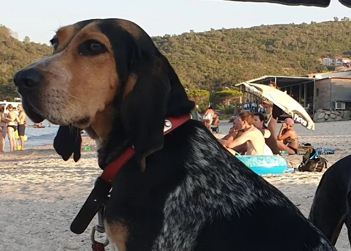 Bed & Breakfast Mimosa Favone