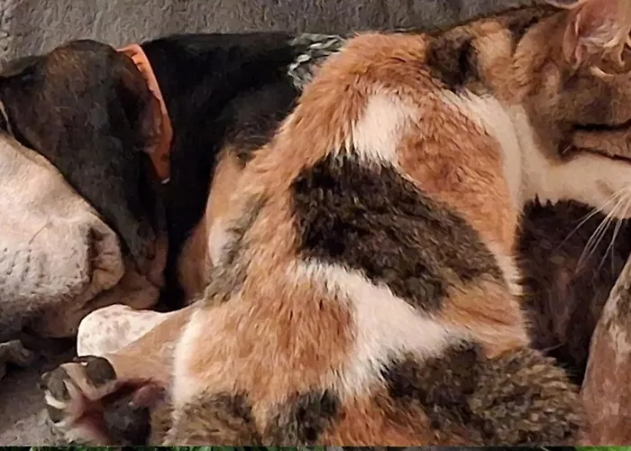 Mimosa 住宿加早餐酒店 法翁