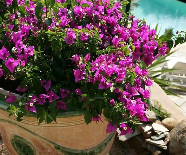 Mimosa Panzió Favone