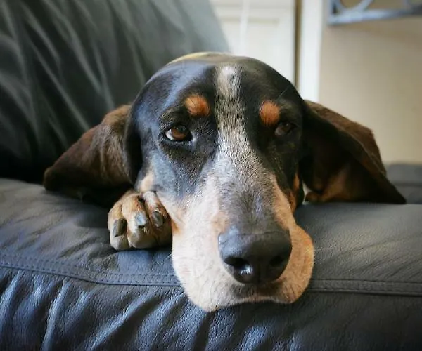 Mimosa 住宿加早餐酒店 法翁